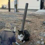 ヒメ日記 2025/03/28 20:51 投稿 白花 柑奈 超LEXUS