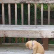 ヒメ日記 2026/01/10 11:00 投稿 かこ 鹿児島ちゃんこ 薩摩川内店