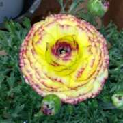 ヒメ日記 2025/02/15 10:17 投稿 ゆき 水戸デブ専肉だんご＆人妻浮気現場