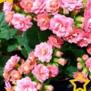 ヒメ日記 2025/03/16 17:27 投稿 ゆき 水戸デブ専肉だんご＆人妻浮気現場