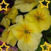 ヒメ日記 2025/03/23 21:36 投稿 ゆき 水戸デブ専肉だんご＆人妻浮気現場