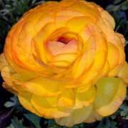 ヒメ日記 2025/04/25 17:54 投稿 ゆき 水戸デブ専肉だんご＆人妻浮気現場