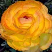 ヒメ日記 2025/05/01 23:26 投稿 ゆき 水戸デブ専肉だんご＆人妻浮気現場