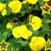 ヒメ日記 2025/05/08 01:41 投稿 ゆき 水戸デブ専肉だんご＆人妻浮気現場