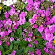 ヒメ日記 2025/05/30 20:27 投稿 ゆき 水戸デブ専肉だんご＆人妻浮気現場