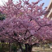 ヒメ日記 2025/03/22 09:24 投稿 つぐみ 西川口淑女館