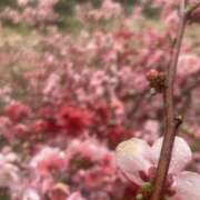ヒメ日記 2025/04/07 11:59 投稿 つぐみ 西川口淑女館