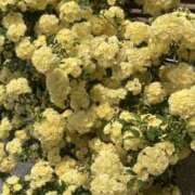 ヒメ日記 2025/04/19 12:05 投稿 つぐみ 西川口淑女館