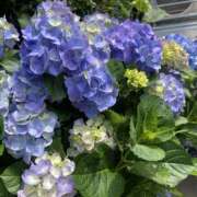 ヒメ日記 2025/06/01 10:02 投稿 つぐみ 西川口淑女館