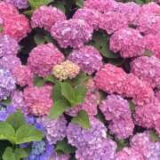 ヒメ日記 2025/06/04 10:09 投稿 つぐみ 西川口淑女館