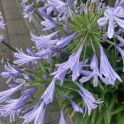 ヒメ日記 2025/06/20 15:22 投稿 つぐみ 西川口淑女館