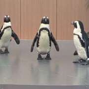 ヒメ日記 2025/09/12 11:56 投稿 つぐみ 西川口淑女館