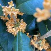 ヒメ日記 2025/10/20 12:39 投稿 つぐみ 西川口淑女館