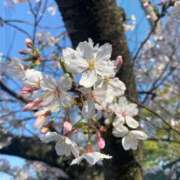 ヒメ日記 2025/04/07 18:04 投稿 はじめ☆Gold 岡山人妻デリヘルLipKiss