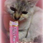 ヒメ日記 2025/03/06 11:09 投稿 茉優【マユ】 ピンクコレクション大阪キタ店