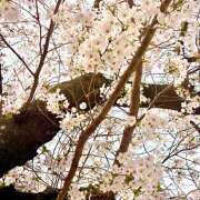 ヒメ日記 2026/04/10 18:40 投稿 ゆり マスカレード