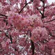 ヒメ日記 2026/03/31 13:56 投稿 さき ぽちゃらん神栖店