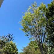 ヒメ日記 2025/04/24 19:45 投稿 まり 奥様鉄道69 東京店