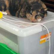 ヒメ日記 2025/05/28 20:05 投稿 かおり 性腺熟女100％（デリヘル市場）