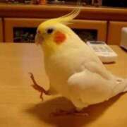 かおり 今日から 性腺熟女100％（デリヘル市場）