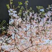 ヒメ日記 2025/04/03 05:52 投稿 朝霞 BBW錦糸町店