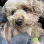 ヒメ日記 2025/12/18 13:20 投稿 森本クルミ ビギナーズエステ ROOMiE＋（ルーミープラス）