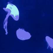 ヒメ日記 2025/07/31 20:31 投稿 レイコ マテリアル