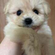 ヒメ日記 2024/12/30 23:05 投稿 れん 待ちナビ