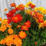 ヒメ日記 2025/01/05 11:35 投稿 れん 待ちナビ