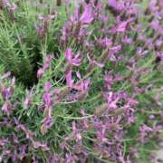 ヒメ日記 2025/05/19 18:38 投稿 香織(かおり) PLUS十三店