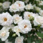 ヒメ日記 2025/05/21 17:58 投稿 香織(かおり) PLUS十三店