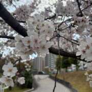 ヒメ日記 2025/04/09 14:03 投稿 手越(てごし) 八王子人妻城