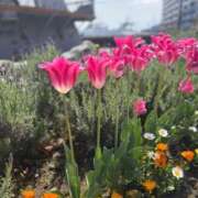 ヒメ日記 2025/04/16 16:03 投稿 手越(てごし) 八王子人妻城