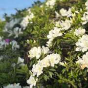 ヒメ日記 2025/04/19 12:03 投稿 手越(てごし) 八王子人妻城