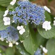 ヒメ日記 2025/06/11 10:03 投稿 手越(てごし) 八王子人妻城