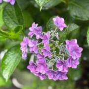 ヒメ日記 2025/06/13 10:12 投稿 手越(てごし) 八王子人妻城