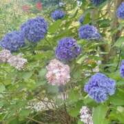 ヒメ日記 2025/06/25 10:03 投稿 手越(てごし) 八王子人妻城