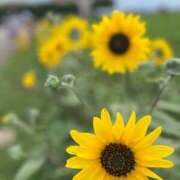 ヒメ日記 2025/07/29 10:12 投稿 手越(てごし) 八王子人妻城