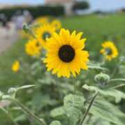 ヒメ日記 2025/08/05 10:18 投稿 手越(てごし) 八王子人妻城