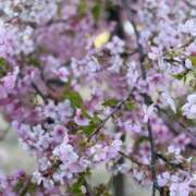 ヒメ日記 2026/03/04 12:12 投稿 手越(てごし) 八王子人妻城