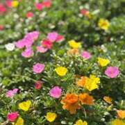 ヒメ日記 2026/03/09 16:12 投稿 手越(てごし) 八王子人妻城