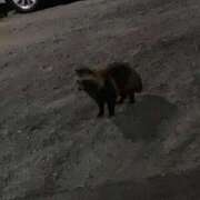 ヒメ日記 2026/03/17 14:03 投稿 手越(てごし) 八王子人妻城