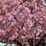 ヒメ日記 2026/04/01 10:03 投稿 手越(てごし) 八王子人妻城