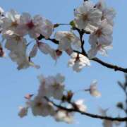 ヒメ日記 2026/04/07 16:03 投稿 手越(てごし) 八王子人妻城