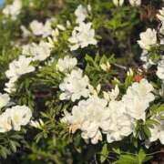 ヒメ日記 2026/04/20 10:18 投稿 手越(てごし) 八王子人妻城