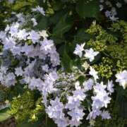 ヒメ日記 2026/08/13 10:19 投稿 手越(てごし) 八王子人妻城