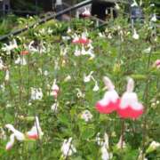 ヒメ日記 2026/08/14 10:09 投稿 手越(てごし) 八王子人妻城