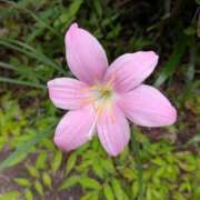 ヒメ日記 2026/09/29 10:19 投稿 手越(てごし) 八王子人妻城