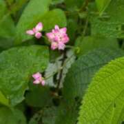ヒメ日記 2026/10/02 10:19 投稿 手越(てごし) 八王子人妻城