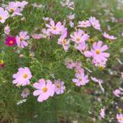 ヒメ日記 2026/10/04 10:09 投稿 手越(てごし) 八王子人妻城